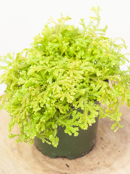Club Moss Golden 4"