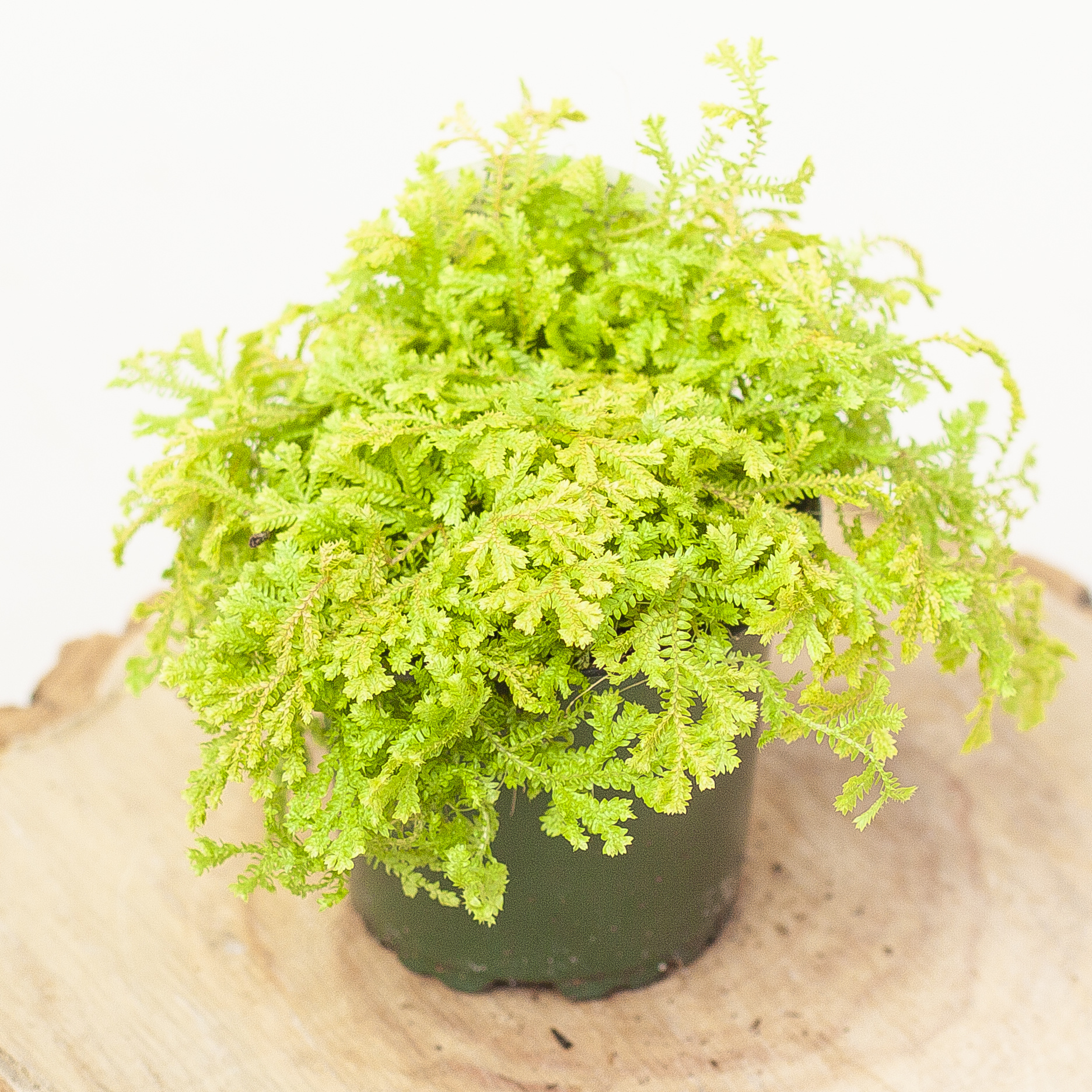 Club Moss Golden 4"