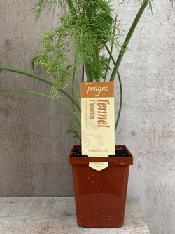 Fragro Fennel Florence 3.5" Herb