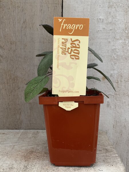 Fragro Sage Purple 3.5" Herb