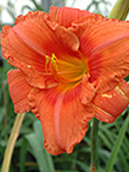 Daylily South Seas 5.5"