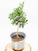 Olive Tree in Pot 6"