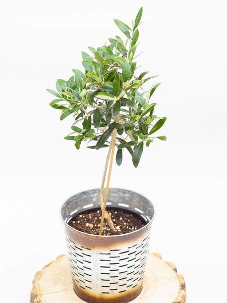 Olive Tree in Pot 6"