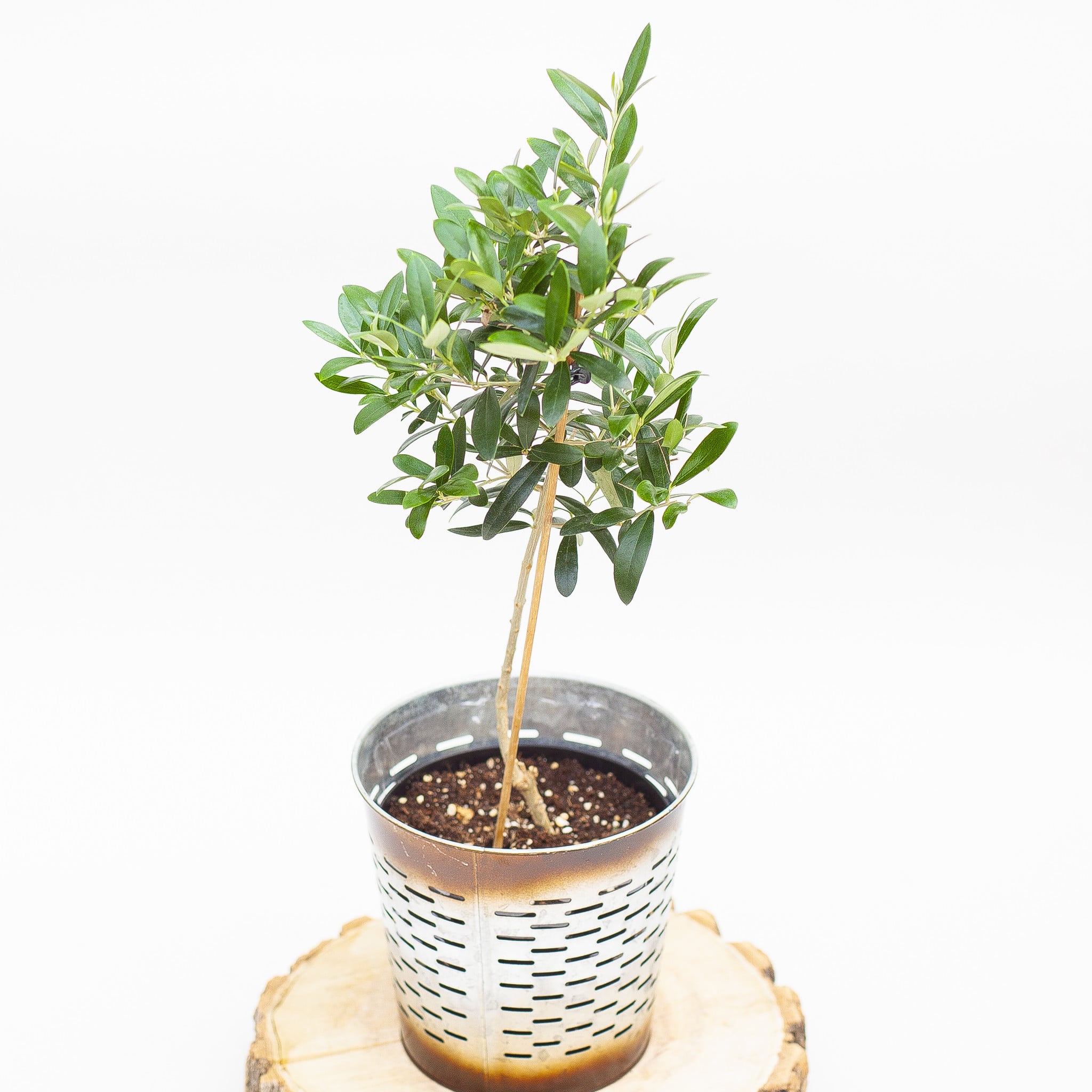 Olive Tree in Pot 6"