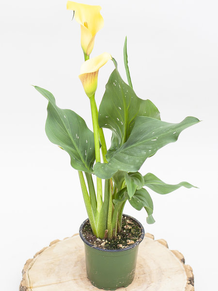 Dutch Growers Calla Lily 4"