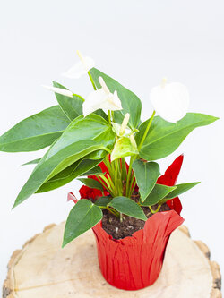 Anthurium
