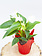 Anthurium