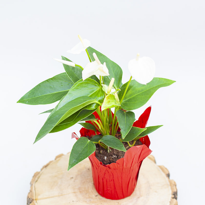 Anthurium
