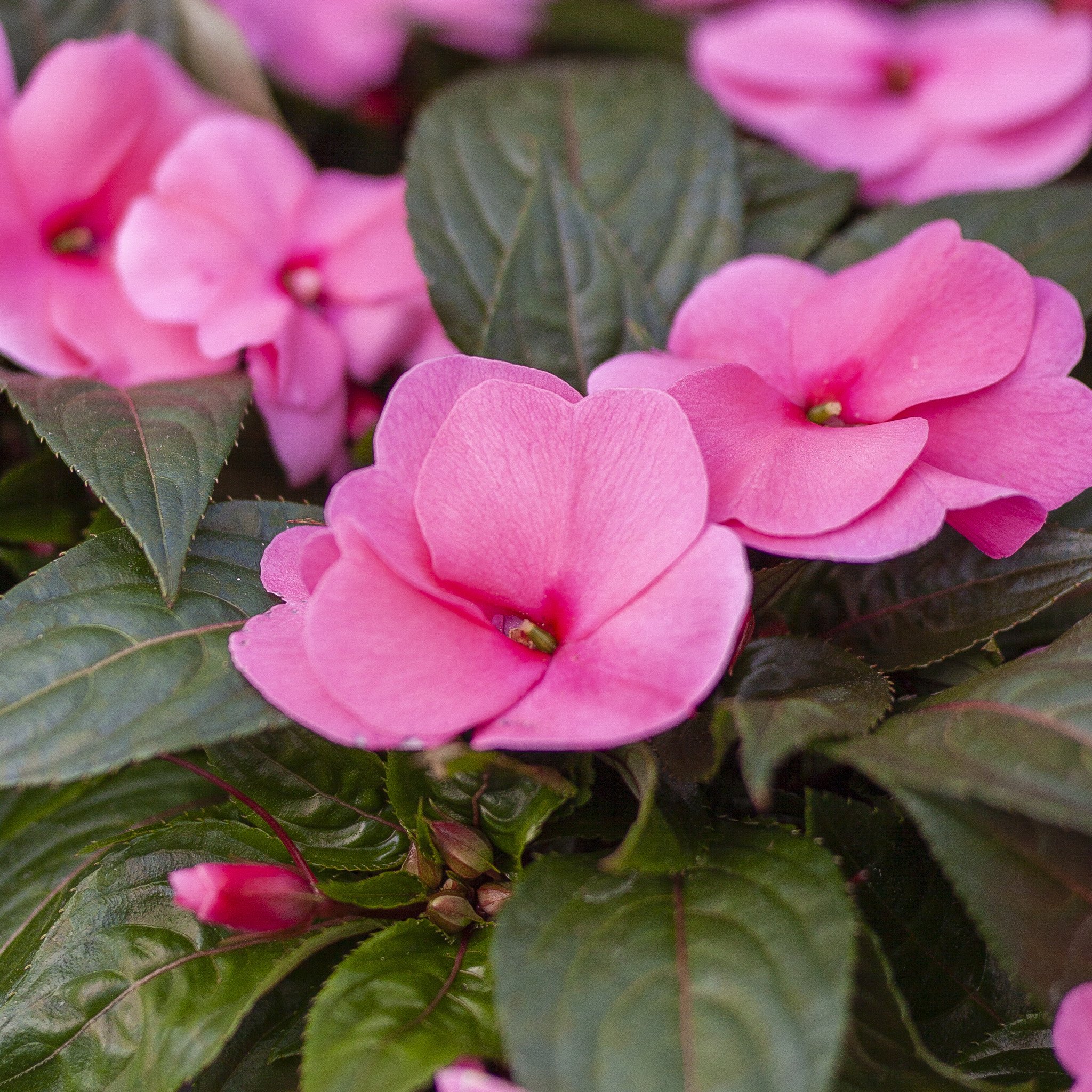 New Guinea Impatiens