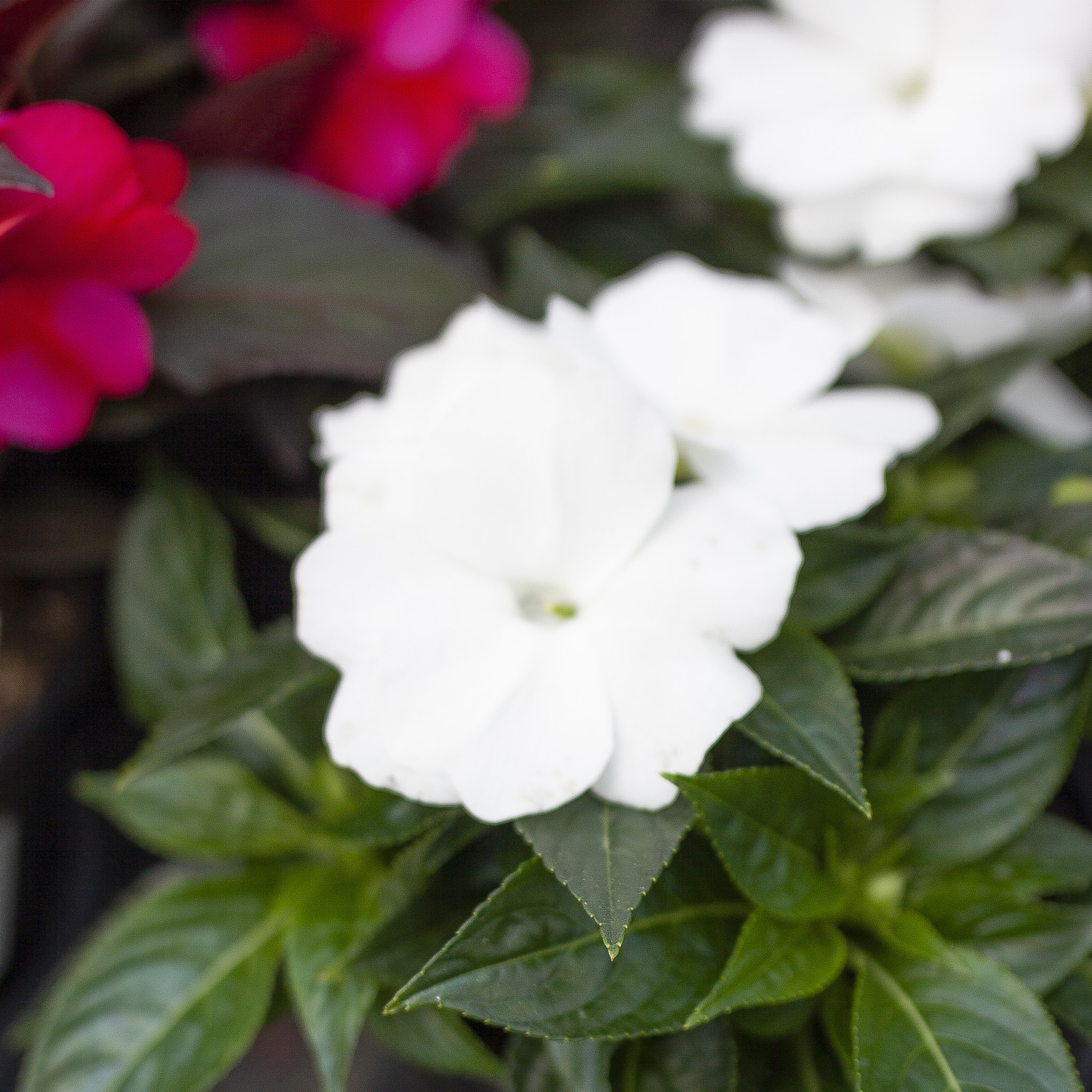 New Guinea Impatiens