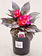 New Guinea Impatiens