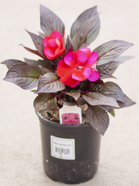 New Guinea Impatiens