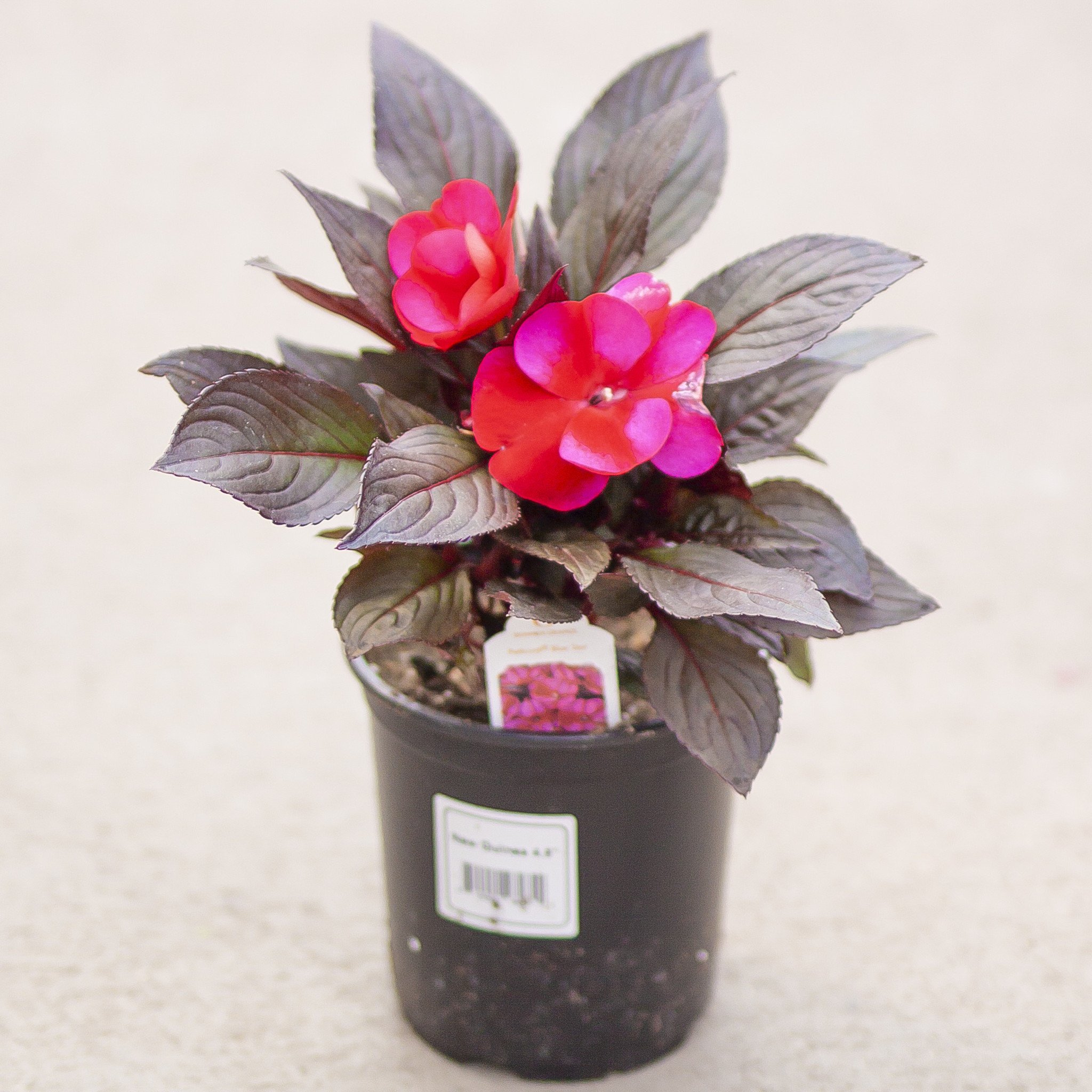 New Guinea Impatiens