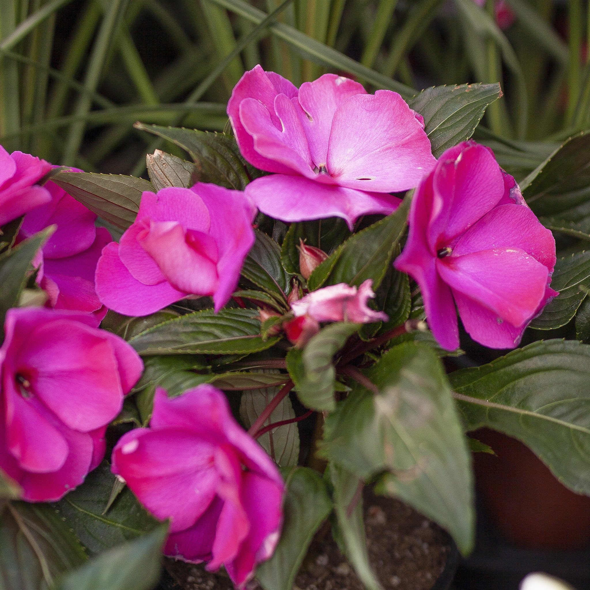 New Guinea Impatiens