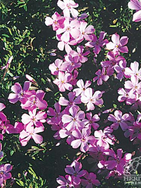 Phlox Creeping Emerald Pink 3.5"