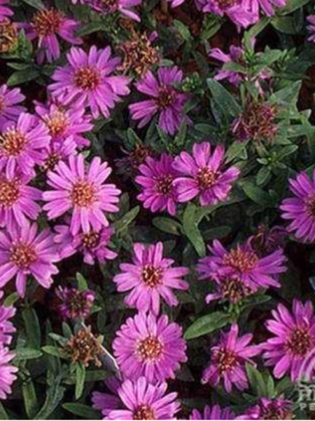 Aster Fall Alert 4.5"