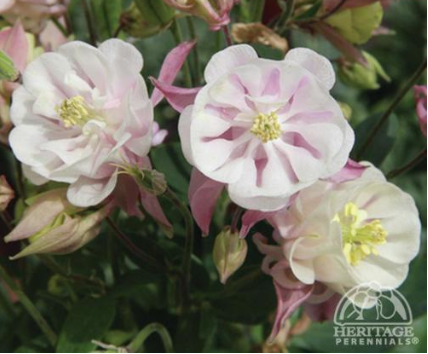 Columbine Winky Double Rose and White