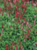 Fleece Flower Creeping Red 3.5"