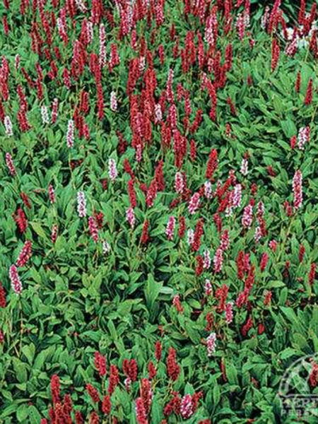 Fleece Flower Creeping Red 3.5"