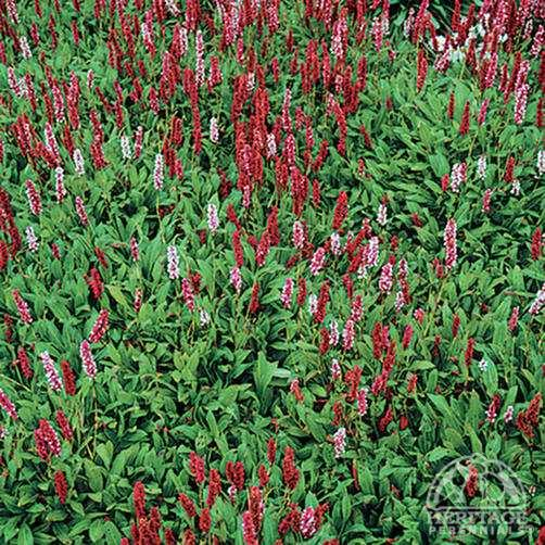 Fleece Flower Creeping Red 3.5"