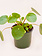 Chinese Money Plant