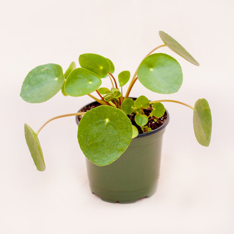 Chinese Money Plant