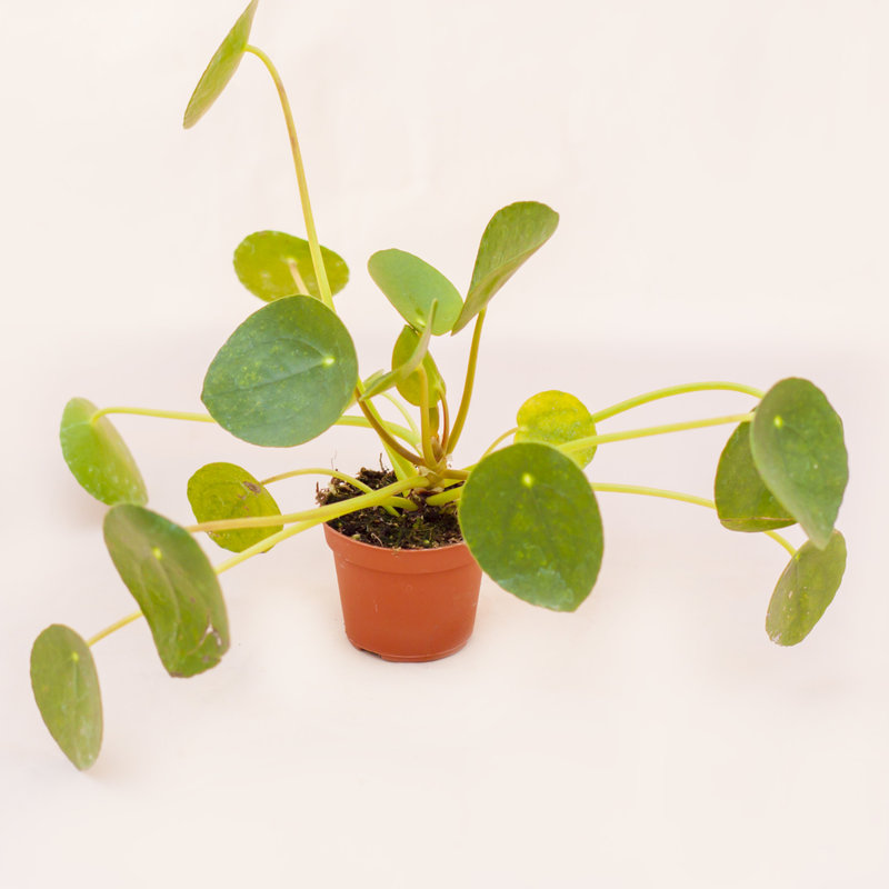 Chinese Money Plant