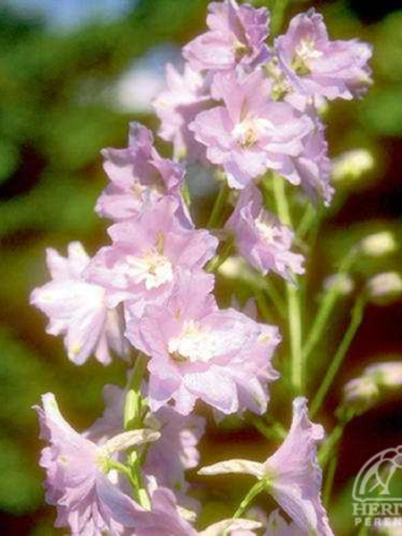 Delphinium Guinevere Pink 3.5"