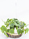 Philodendron Heartleaf Hanging Basket 6"