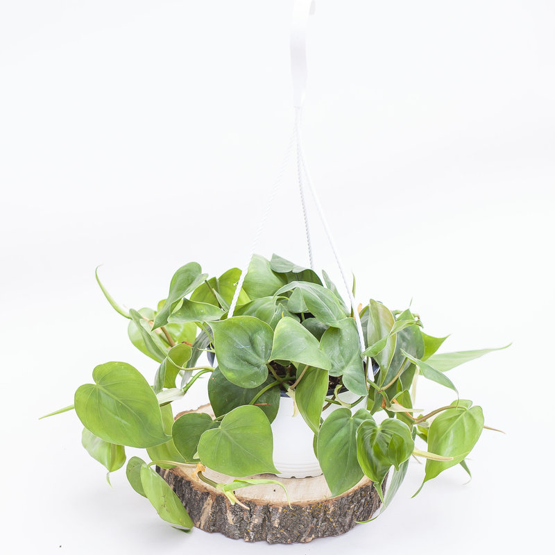 Philodendron Heartleaf Hanging Basket 6"