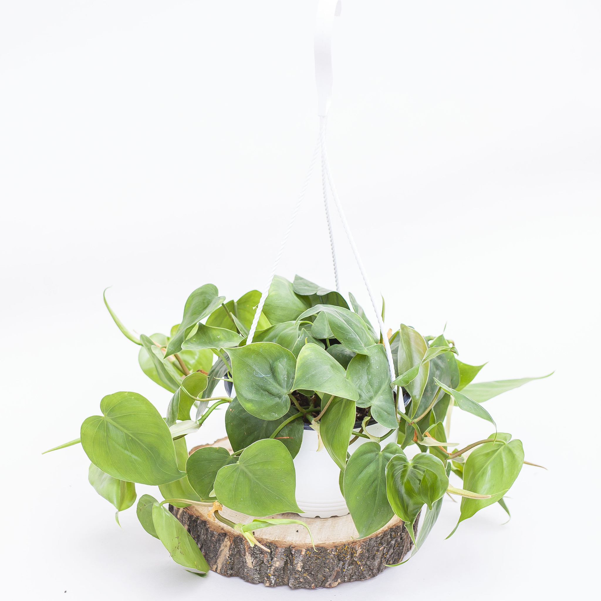 Philodendron Heartleaf Hanging Basket 6"