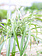 Spider Reverse Hanging Basket 8"