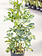 Umbrella Plant Gold Capella Bush 10"