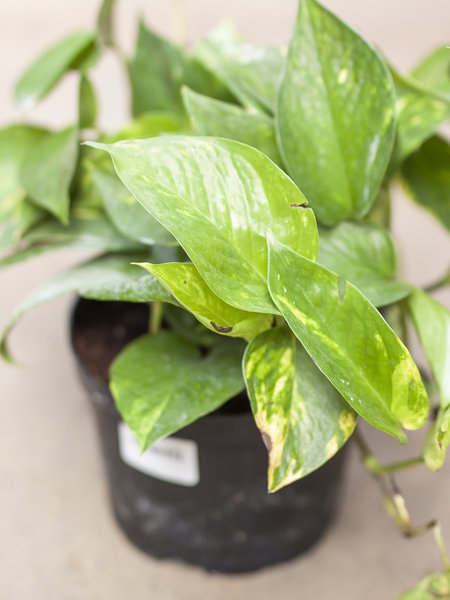 Pothos Golden