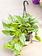 Pothos Hanging Basket Jade 8"