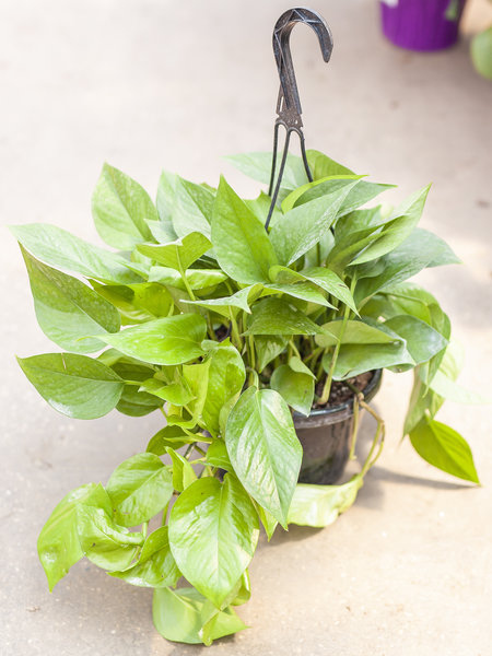 Pothos Hanging Basket Jade 8"