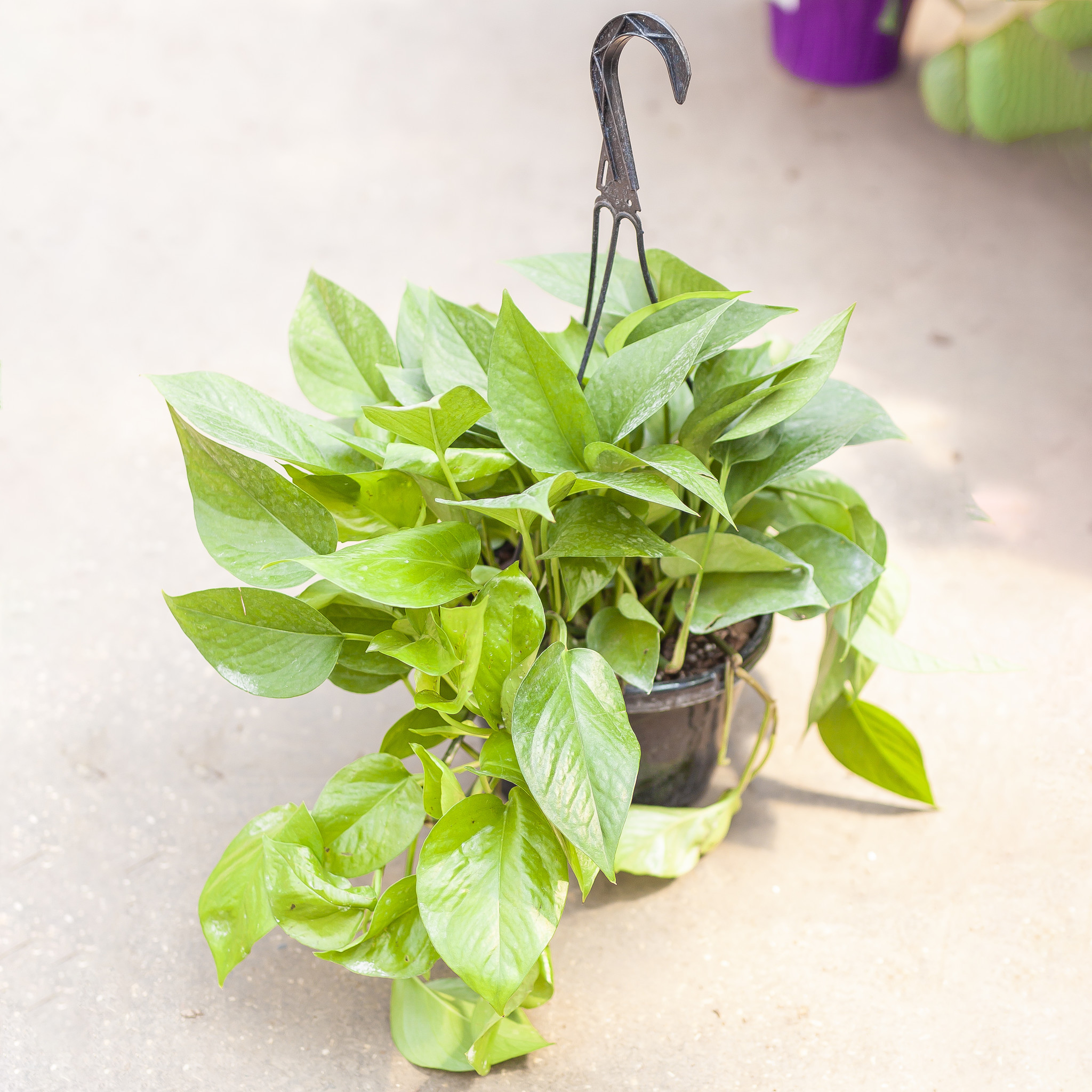 Pothos Hanging Basket Jade 8"