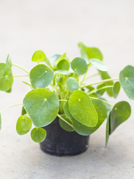Chinese Money Plant