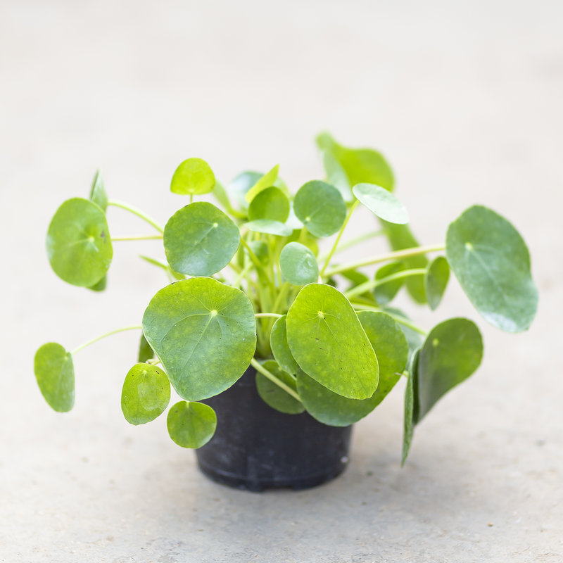 Chinese Money Plant