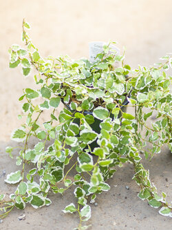 Creeping Fig Bellus 4"