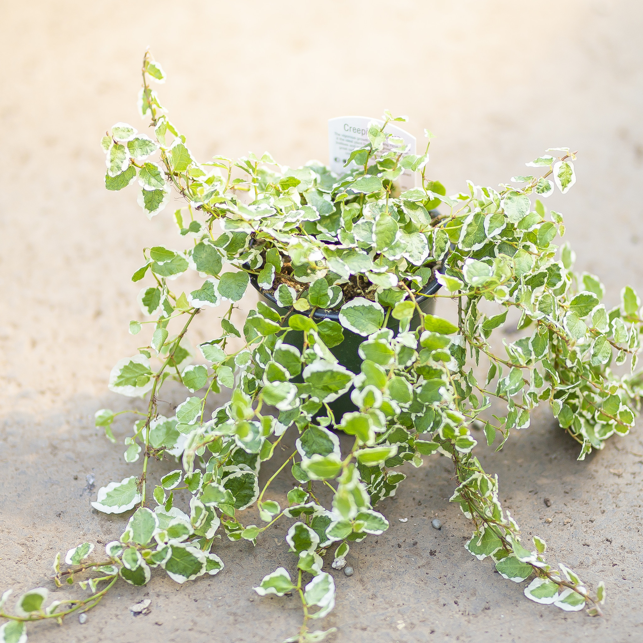 Creeping Fig Bellus 4"