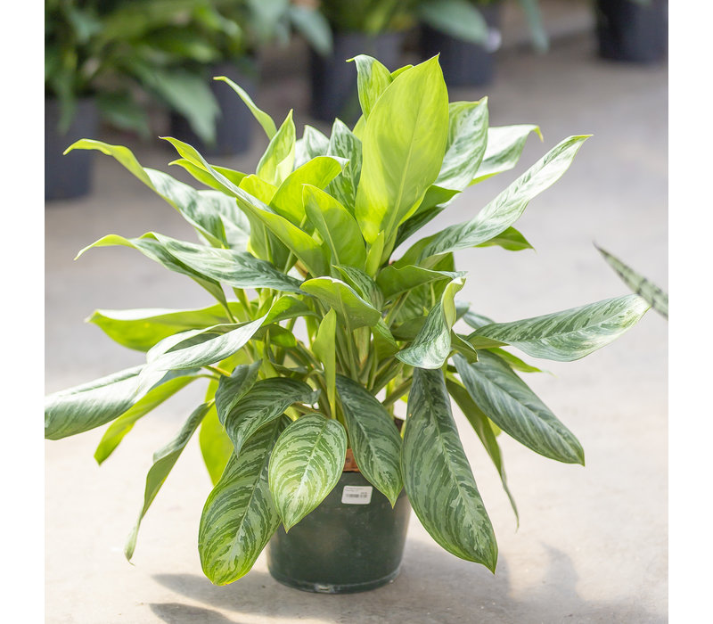 Chinese Evergreen Silver Bay - Dutch Growers