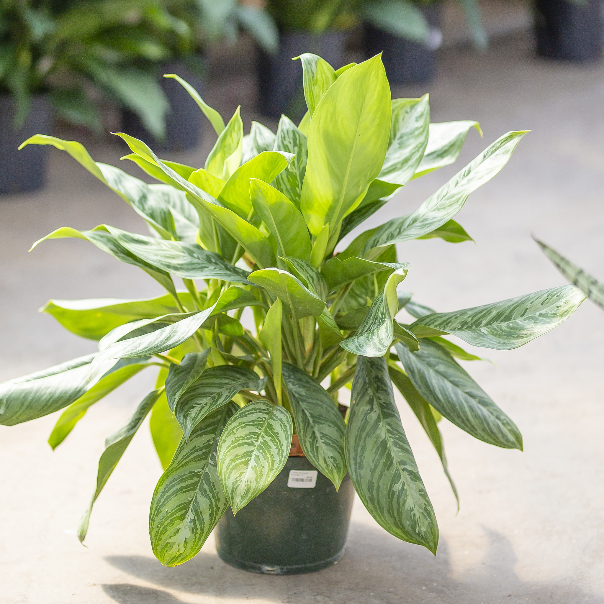 Chinese Evergreen Silver Bay