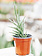 Snake Plant Francissi 4"