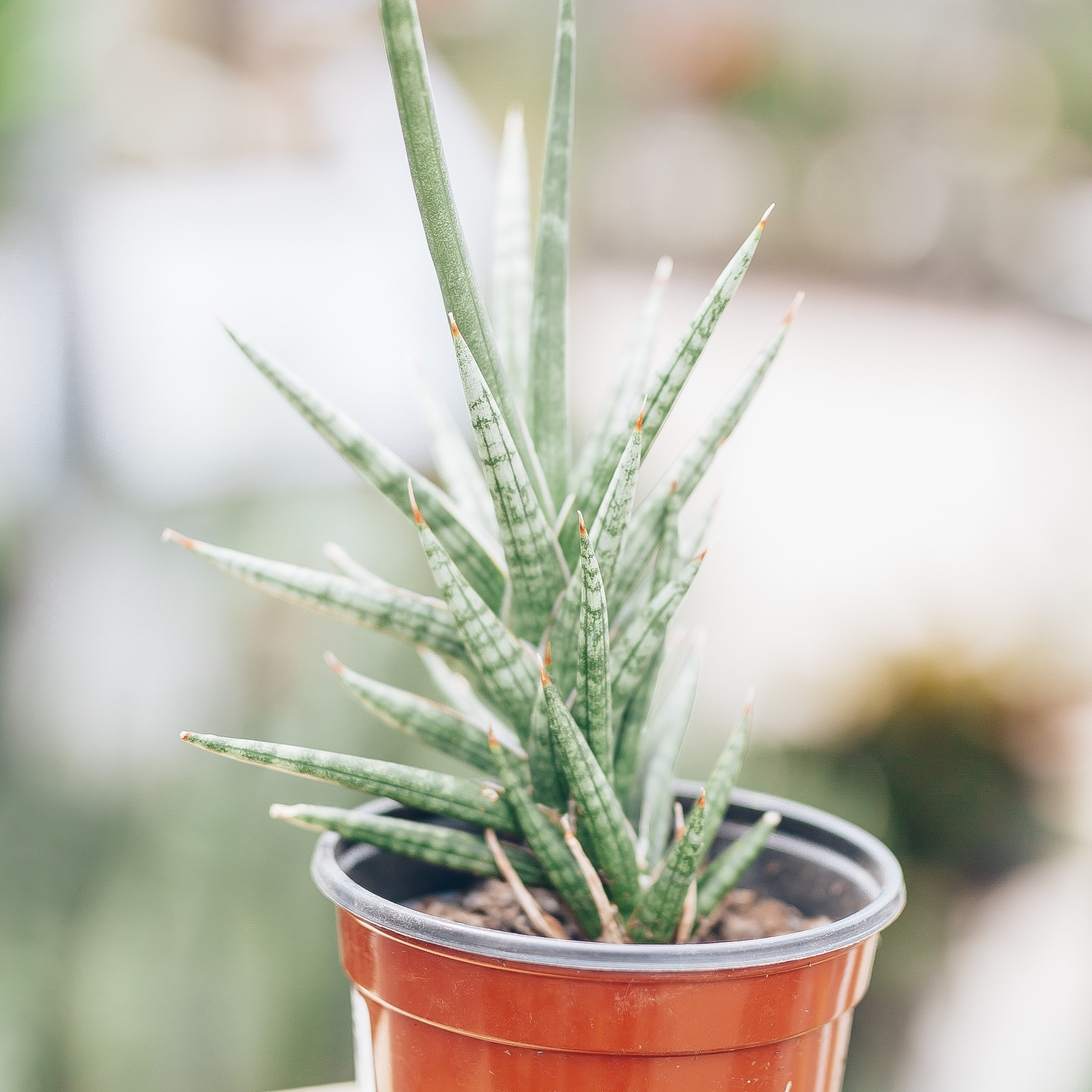 Snake Plant Francissi 4"