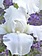 Iris German Immortality White 5.5"