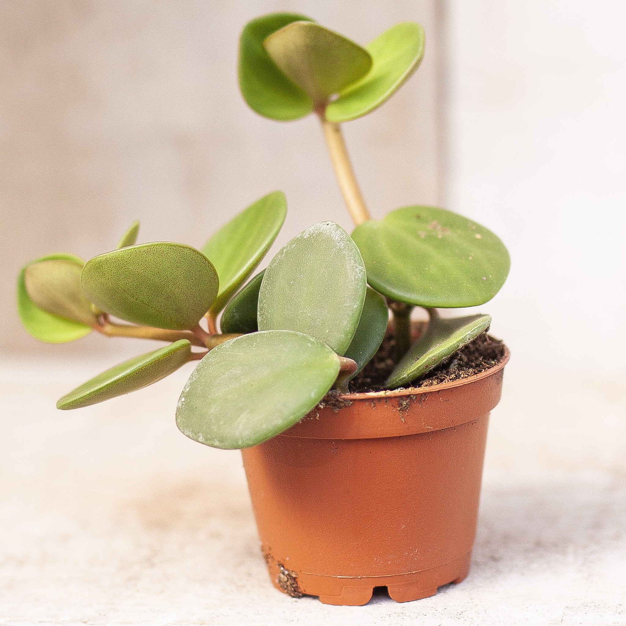 Peperomia Hope