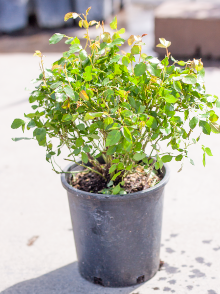 Rose Chinook Sunrise