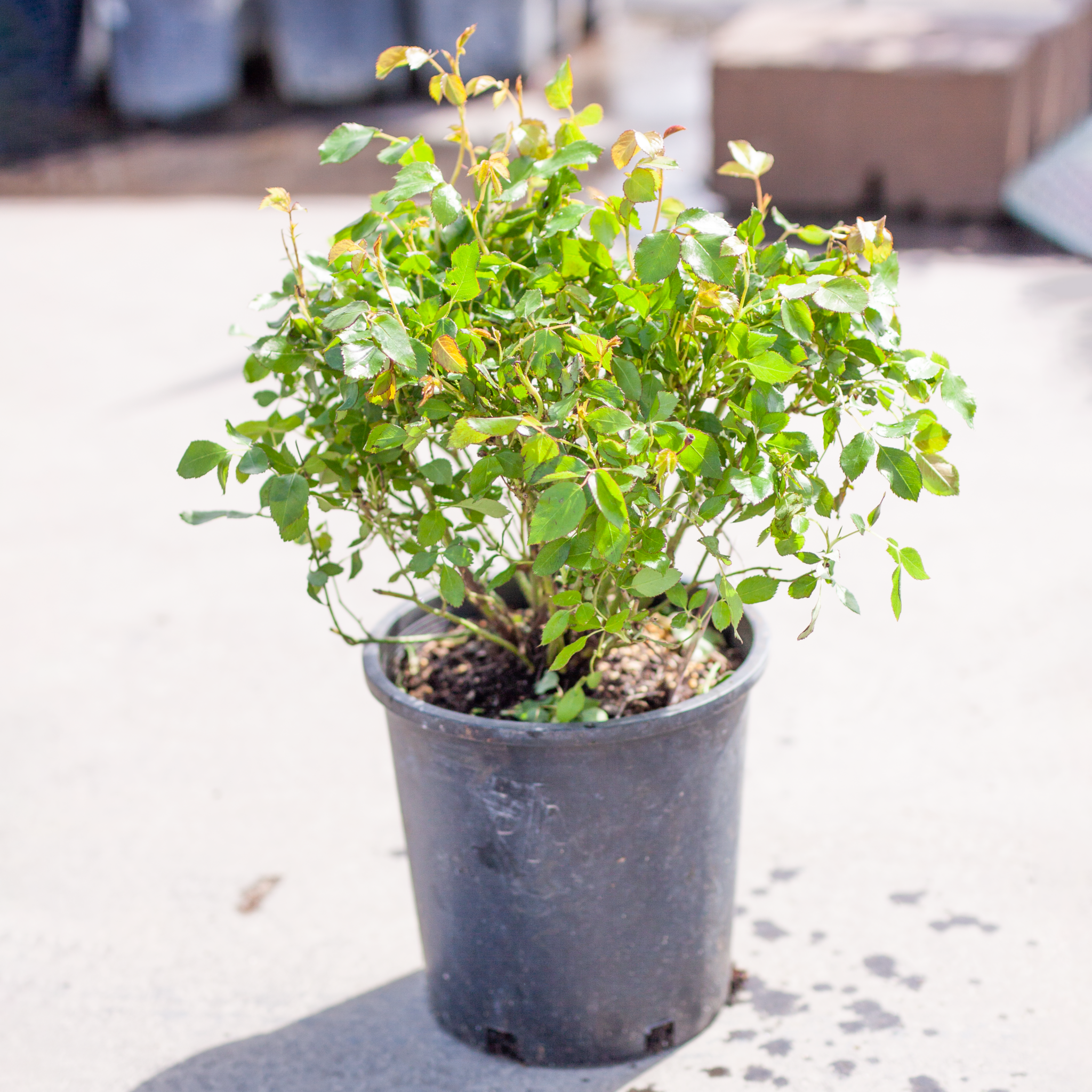 Rose Chinook Sunrise