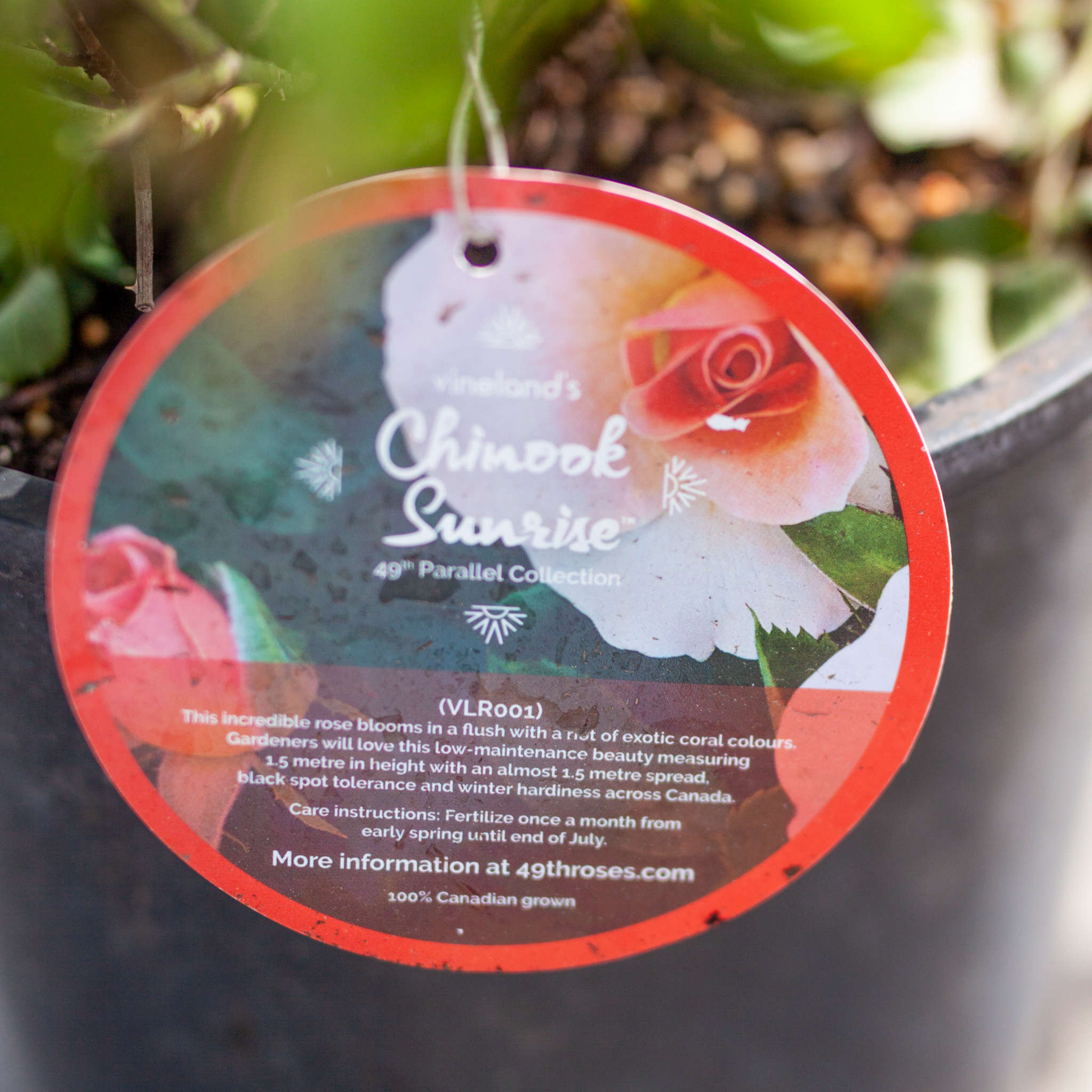 Rose Chinook Sunrise